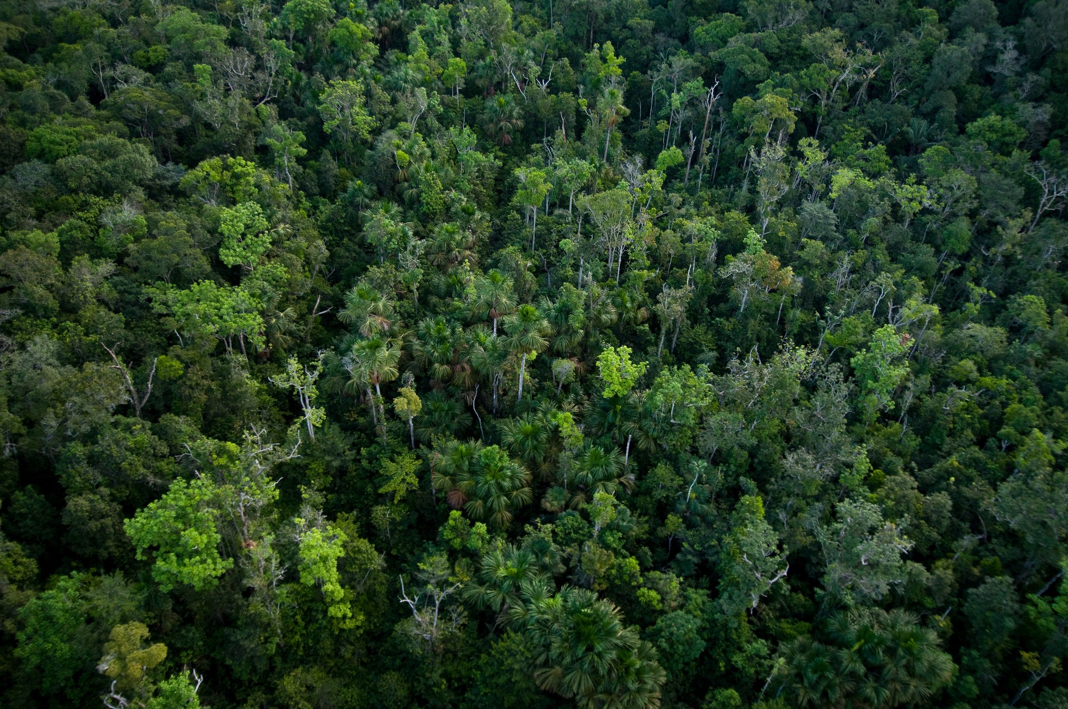 Amazon rainforest in Brazil